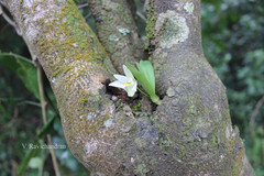 Conchidium braccatum